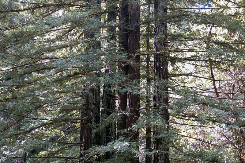 Redwoods 1.jpg - Tall Redwoods provide Westminster Woods a spectacular setting year round.